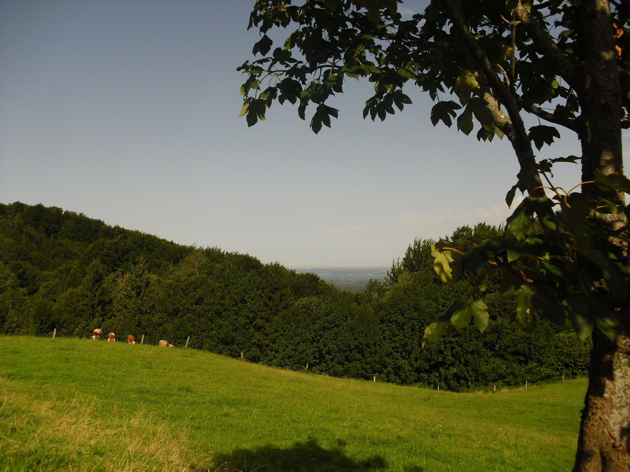 Blick vom Pattenberg zum Chiemsee