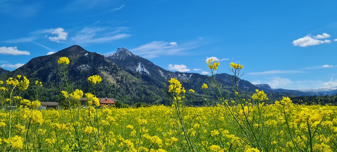 Rapsblüte
