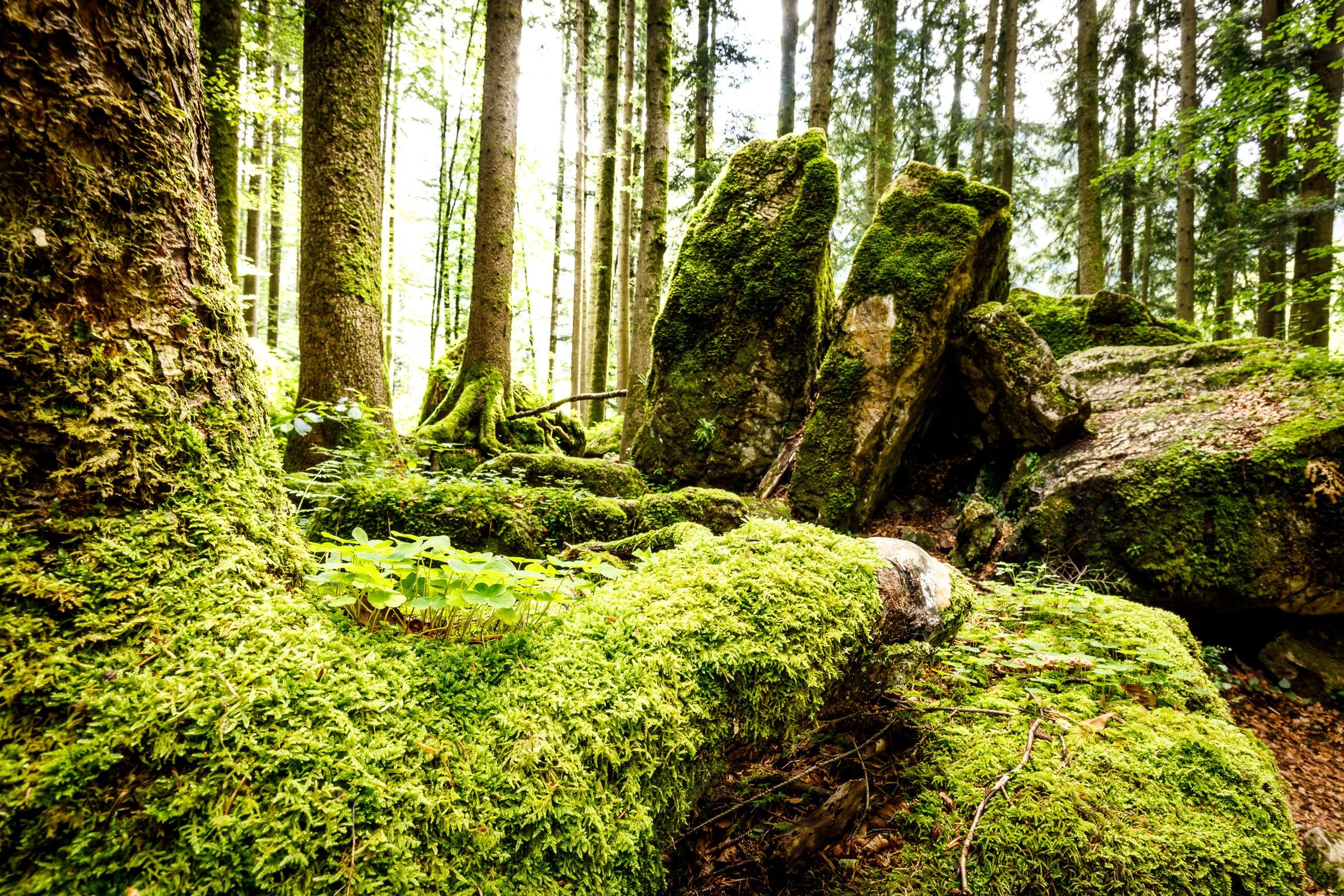 Moos im Bergwald