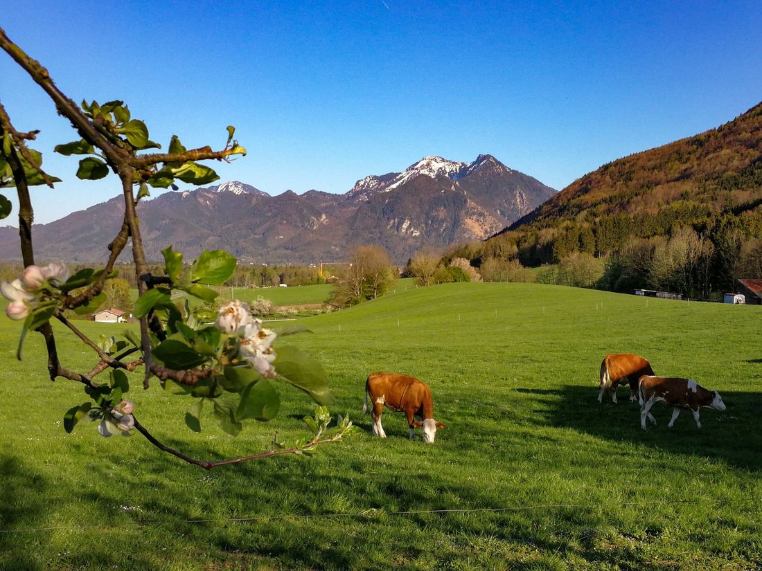 Hoderhof im Sommer