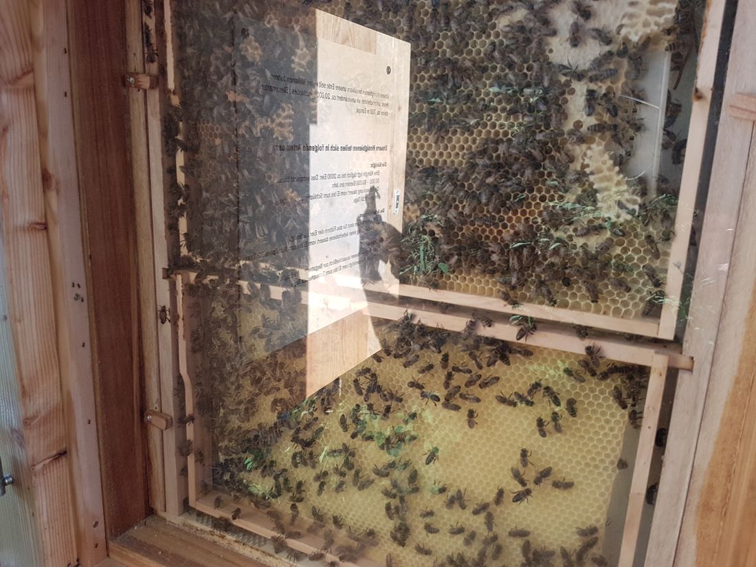 Bienenvolk