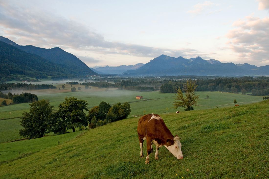 Bergener Moos