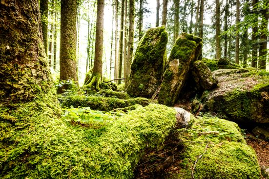 Moos im Bergwald