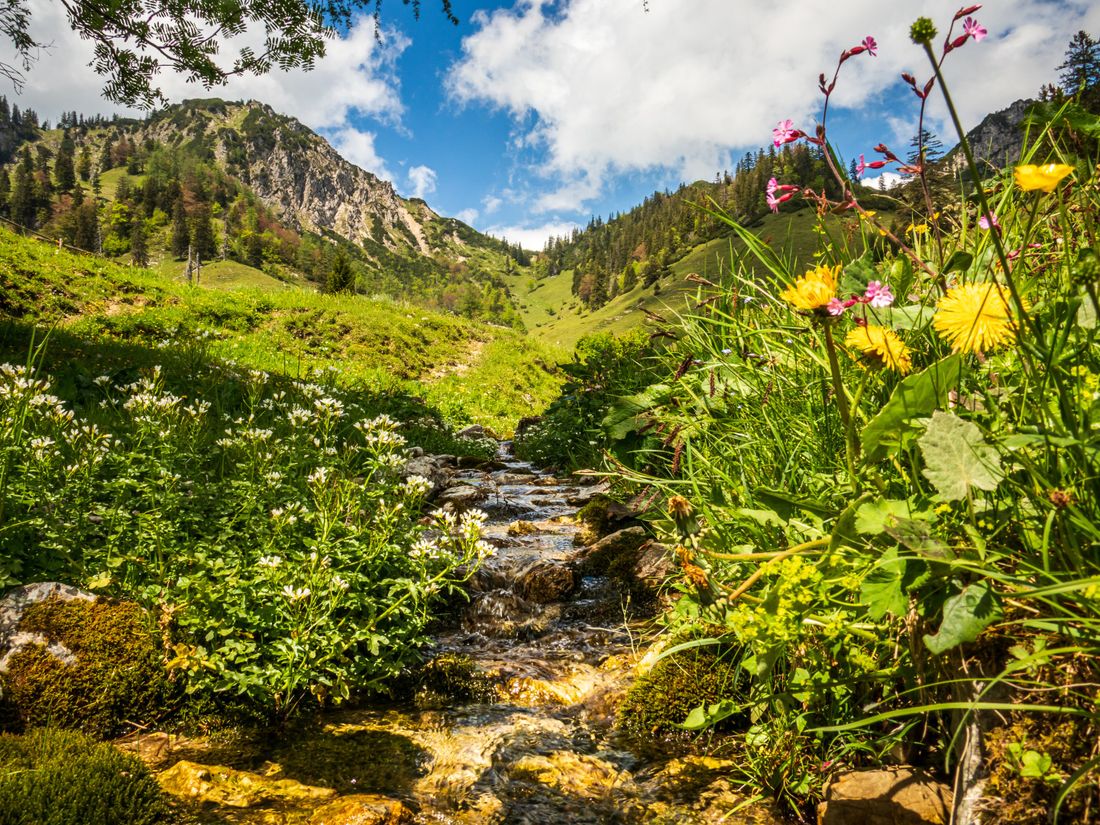 Sommer auf der Alm und alles blüht