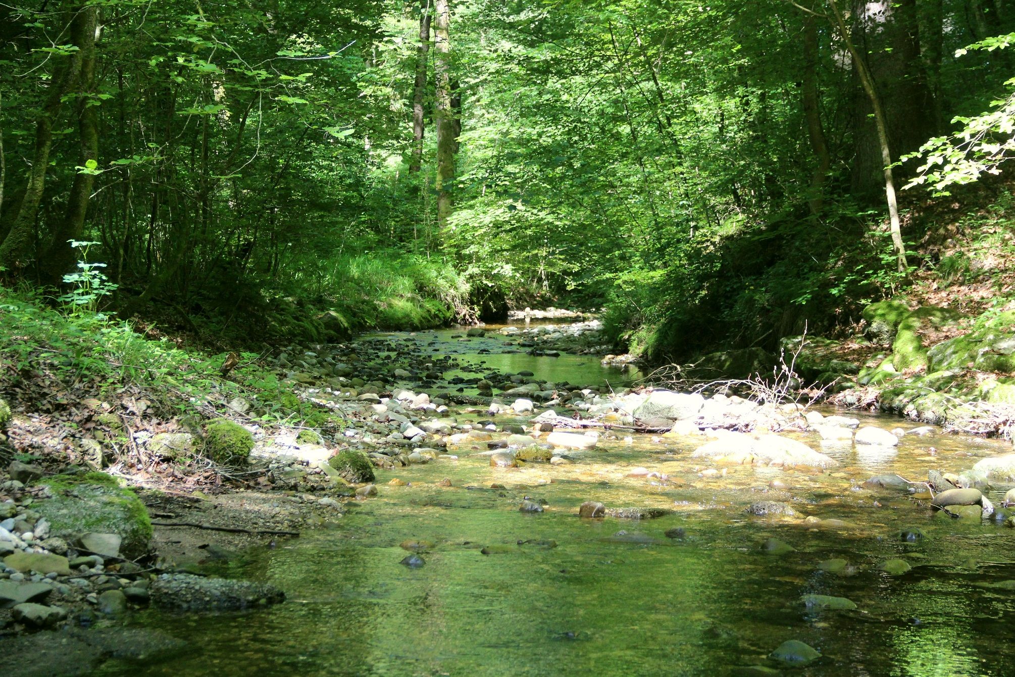 Bürgerwald