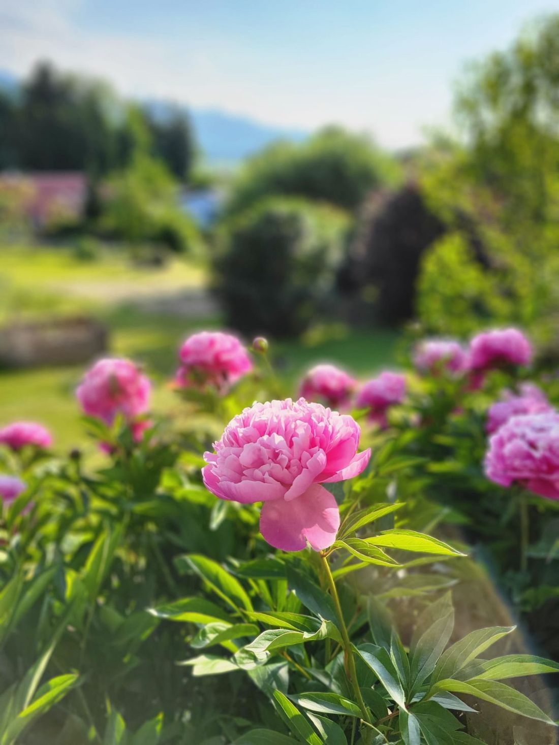 Blumenschmuck