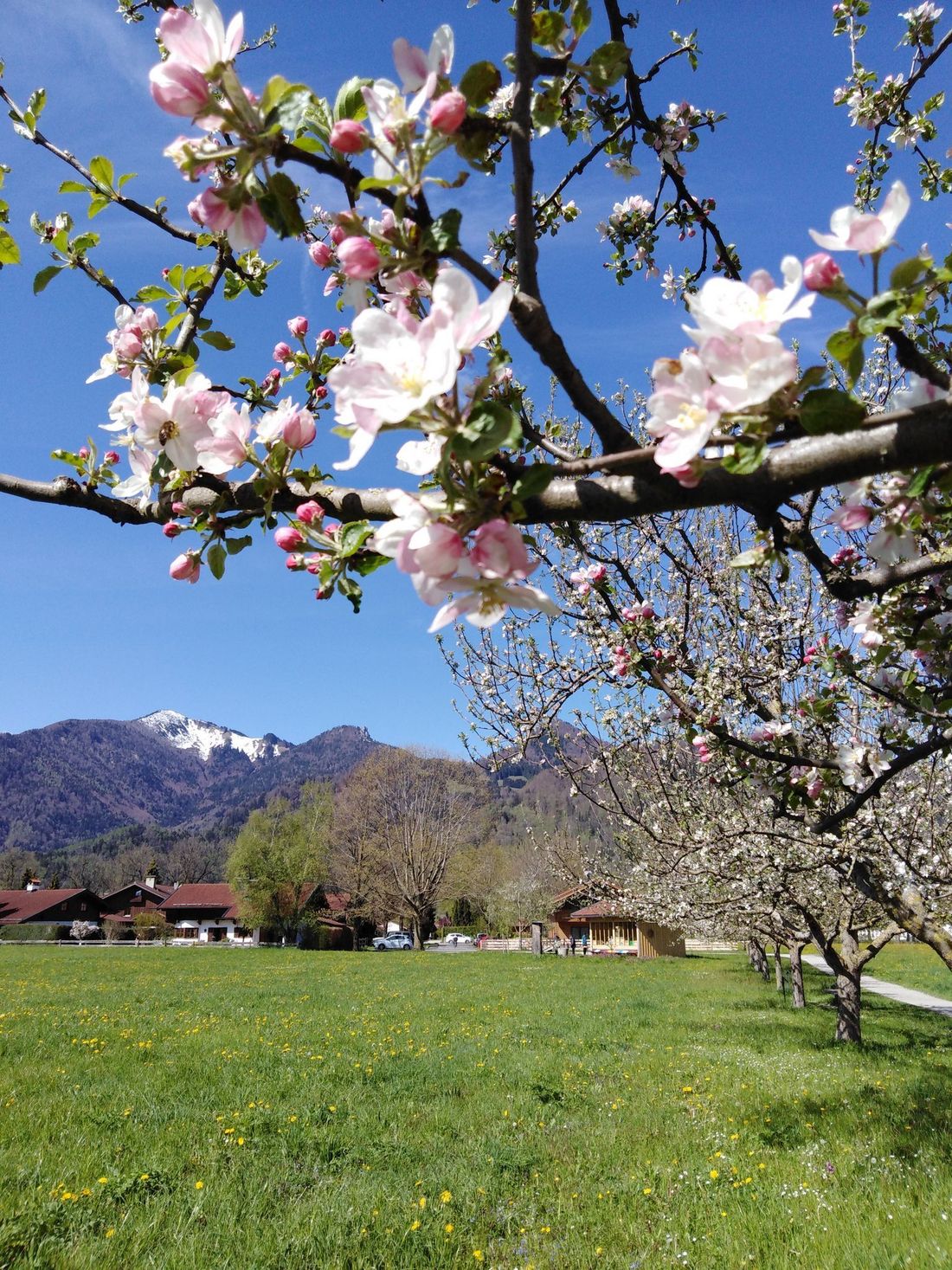 Obstbaumblüte