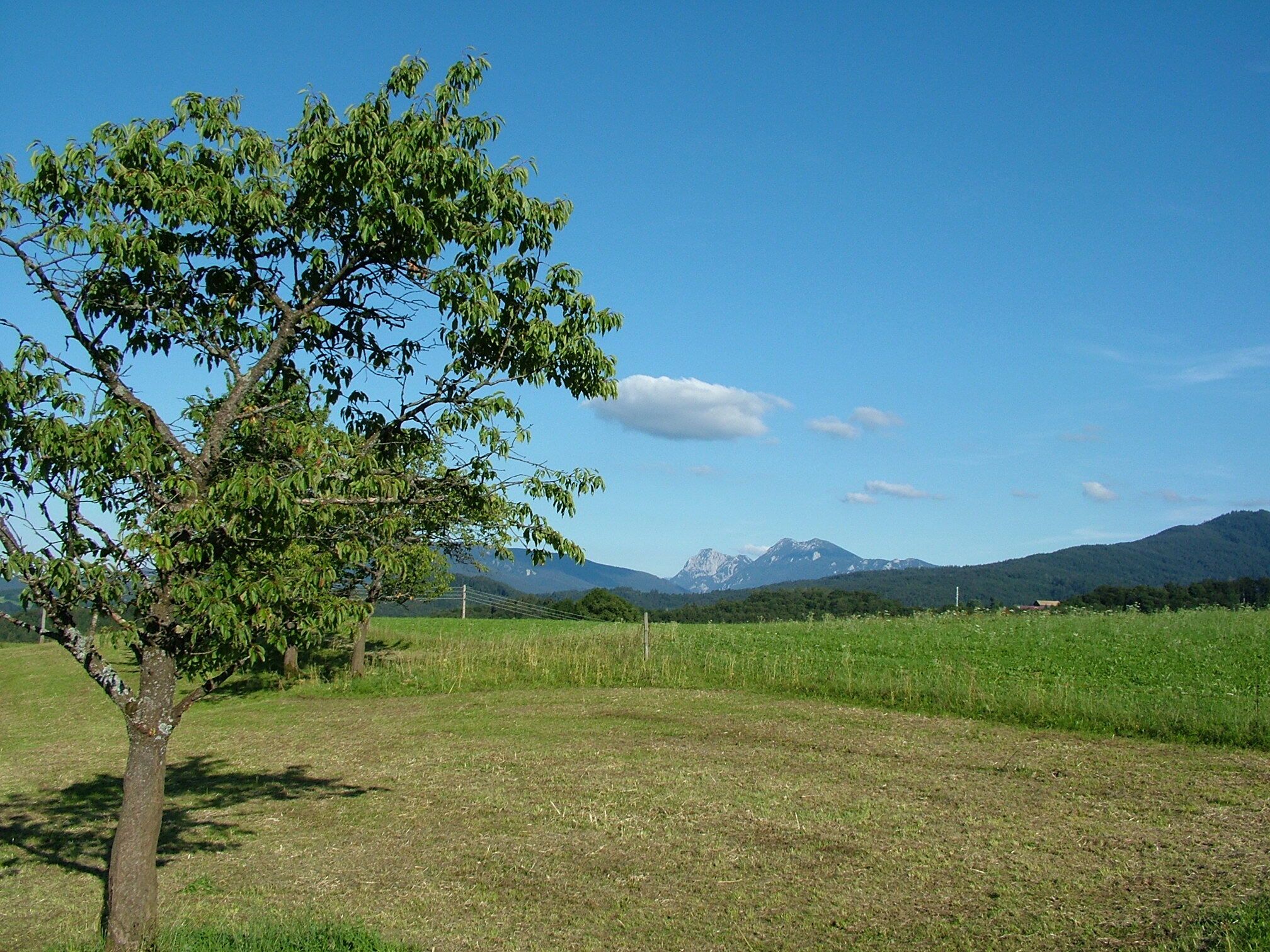 Wiese mit Baum Bild Zuckowski.JPG