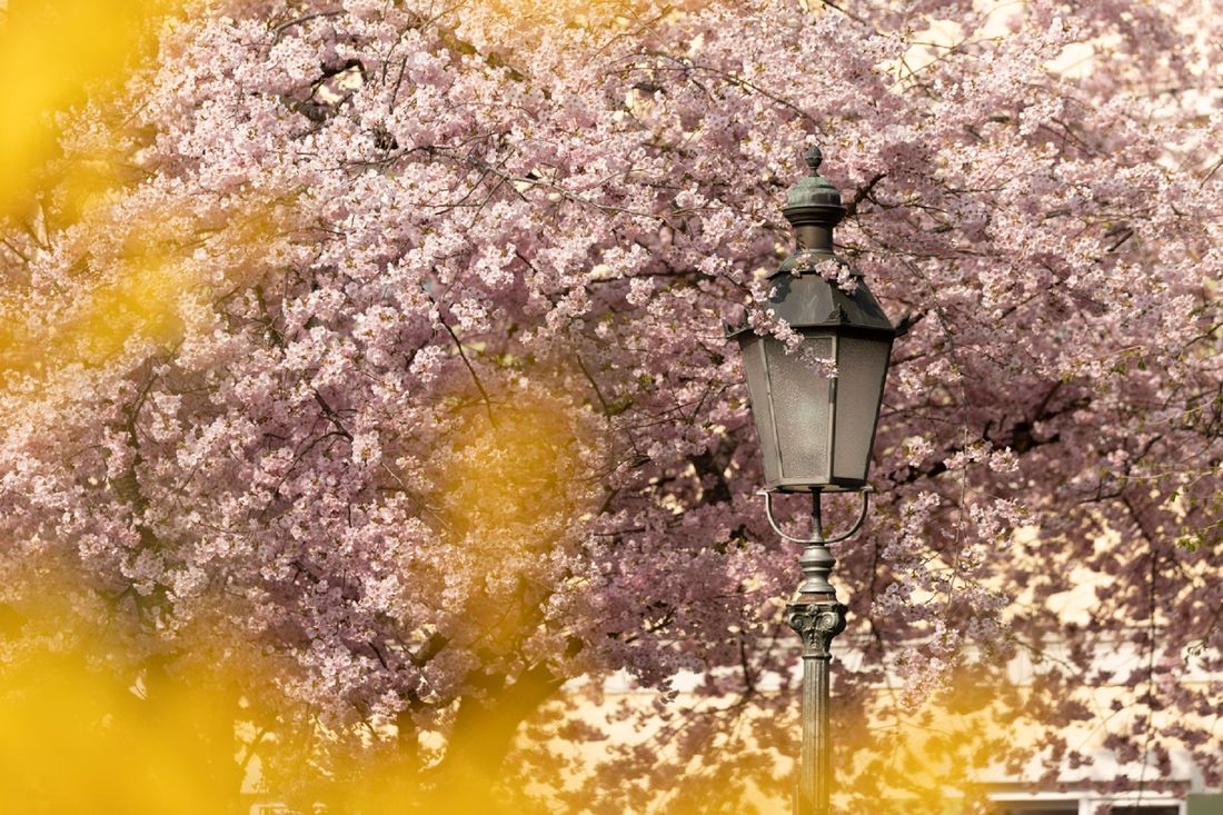 fruehling-ts-richard-scheuerecker