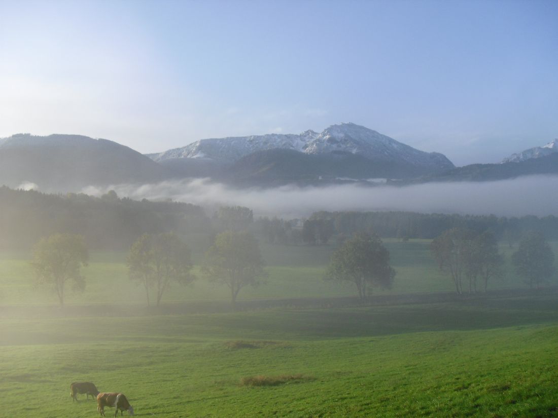 Bergener Moos
