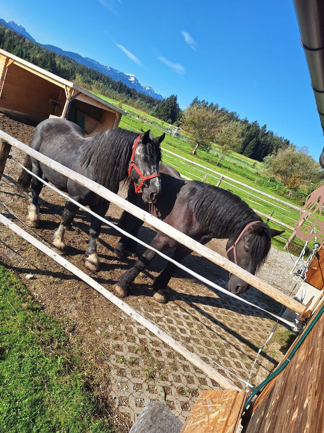 Unsere sanften Riesen "Navaro & Felino"