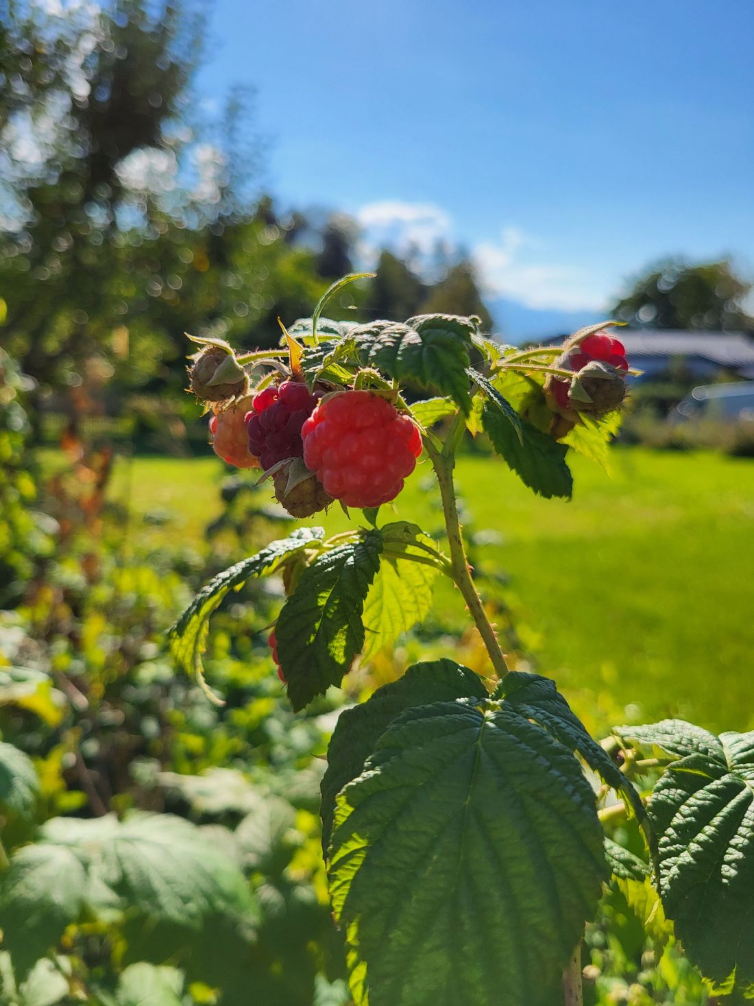 Die letzten Himbeeren für dieses Jahr